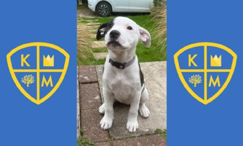 Stella the Staffie